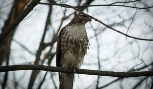 Preview wallpaper red-tailed buzzard, hawk, bird, branch, wild