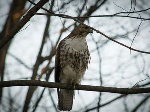 Preview wallpaper red-tailed buzzard, hawk, bird, branch, wild