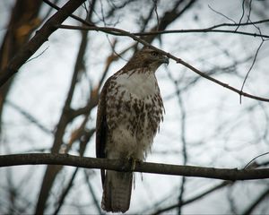 Preview wallpaper red-tailed buzzard, hawk, bird, branch, wild