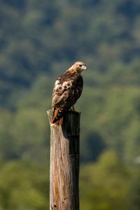 Preview wallpaper red-tailed buzzard, hawk, bird, feathers, log