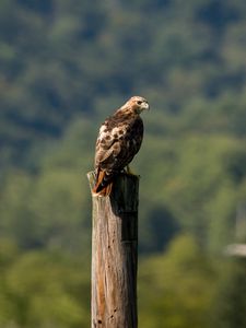 Preview wallpaper red-tailed buzzard, hawk, bird, feathers, log