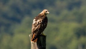 Preview wallpaper red-tailed buzzard, hawk, bird, feathers, log