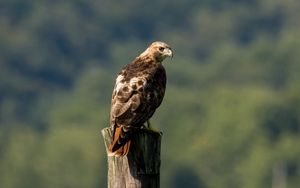 Preview wallpaper red-tailed buzzard, hawk, bird, feathers, log