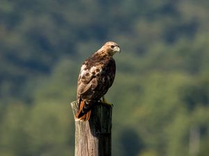 Preview wallpaper red-tailed buzzard, hawk, bird, feathers, log