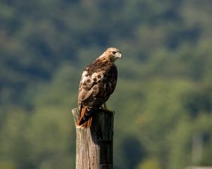 Preview wallpaper red-tailed buzzard, hawk, bird, feathers, log