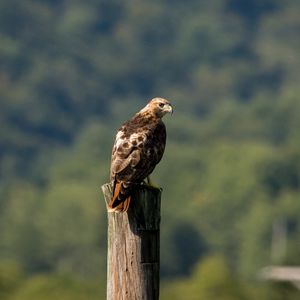 Preview wallpaper red-tailed buzzard, hawk, bird, feathers, log