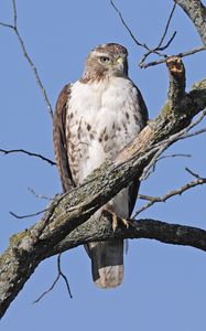 Preview wallpaper red-tailed buzzard, hawk, bird, branch, wild, sky