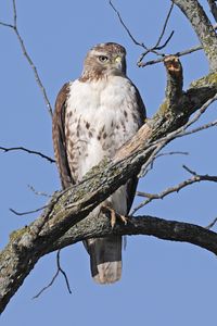 Preview wallpaper red-tailed buzzard, hawk, bird, branch, wild, sky