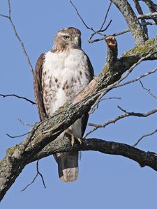 Preview wallpaper red-tailed buzzard, hawk, bird, branch, wild, sky