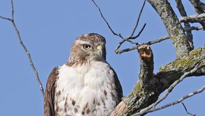 Preview wallpaper red-tailed buzzard, hawk, bird, branch, wild, sky