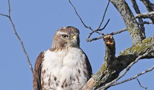 Preview wallpaper red-tailed buzzard, hawk, bird, branch, wild, sky