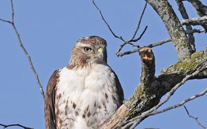 Preview wallpaper red-tailed buzzard, hawk, bird, branch, wild, sky