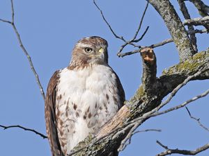 Preview wallpaper red-tailed buzzard, hawk, bird, branch, wild, sky