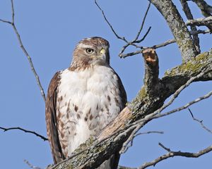 Preview wallpaper red-tailed buzzard, hawk, bird, branch, wild, sky