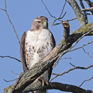 Preview wallpaper red-tailed buzzard, hawk, bird, branch, wild, sky