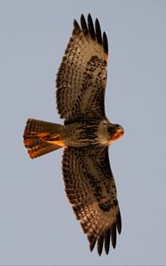 Preview wallpaper red-tailed buzzard, wild, bird, flight, sky