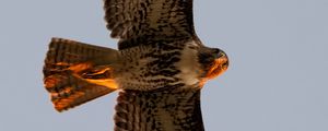 Preview wallpaper red-tailed buzzard, wild, bird, flight, sky