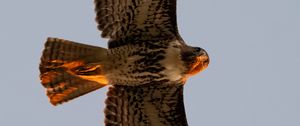 Preview wallpaper red-tailed buzzard, wild, bird, flight, sky