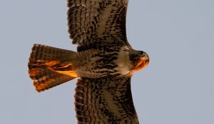 Preview wallpaper red-tailed buzzard, wild, bird, flight, sky