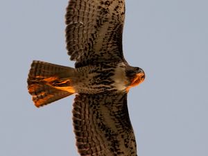 Preview wallpaper red-tailed buzzard, wild, bird, flight, sky