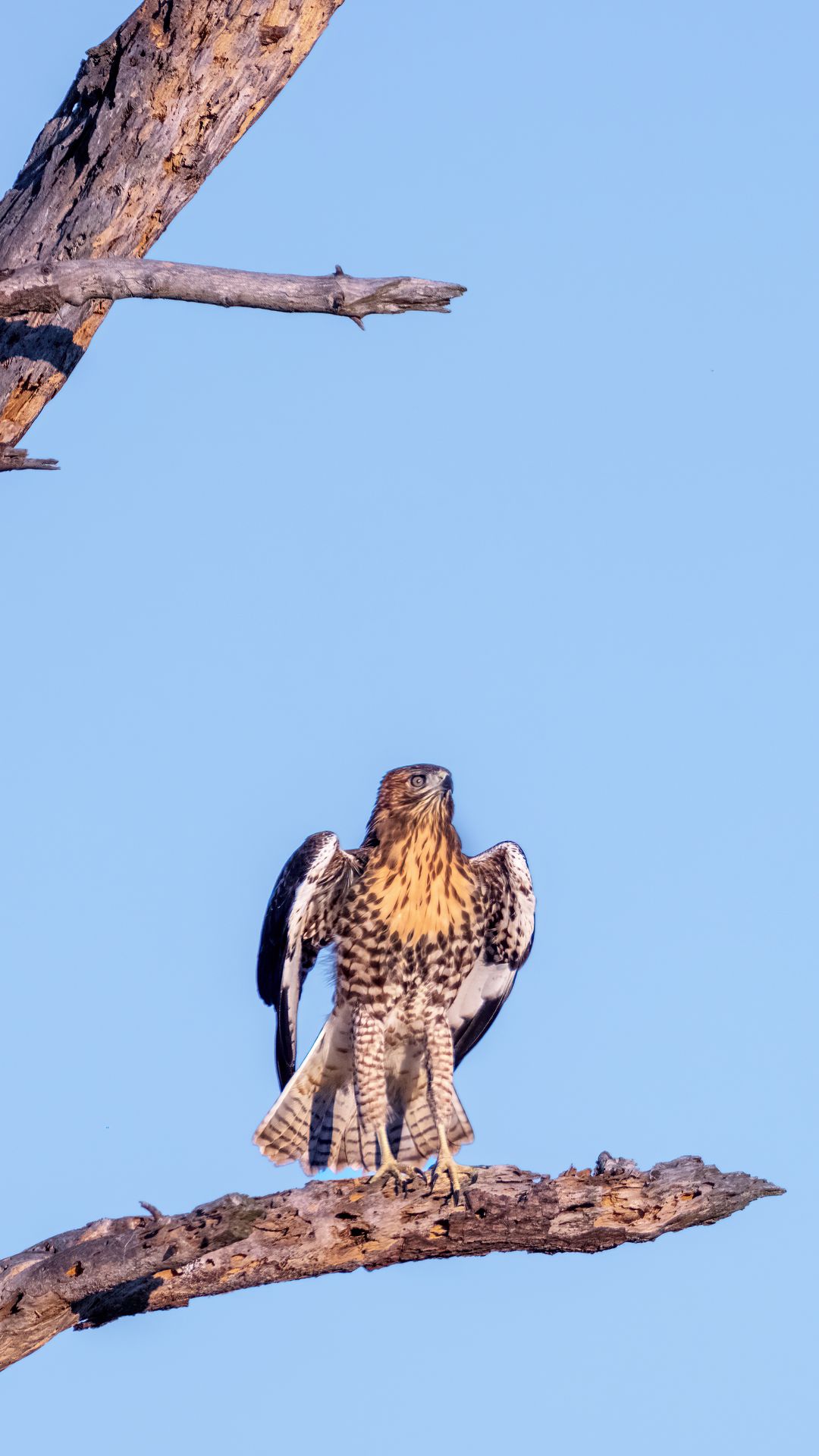 1080x1920 Wallpaper red-tailed buzzard, wild, bird, log, branch