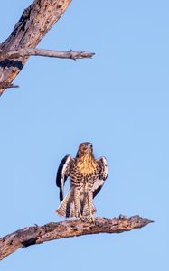 Preview wallpaper red-tailed buzzard, wild, bird, log, branch