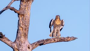 Preview wallpaper red-tailed buzzard, wild, bird, log, branch