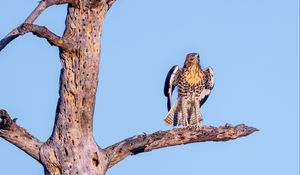 Preview wallpaper red-tailed buzzard, wild, bird, log, branch