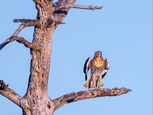 Preview wallpaper red-tailed buzzard, wild, bird, log, branch