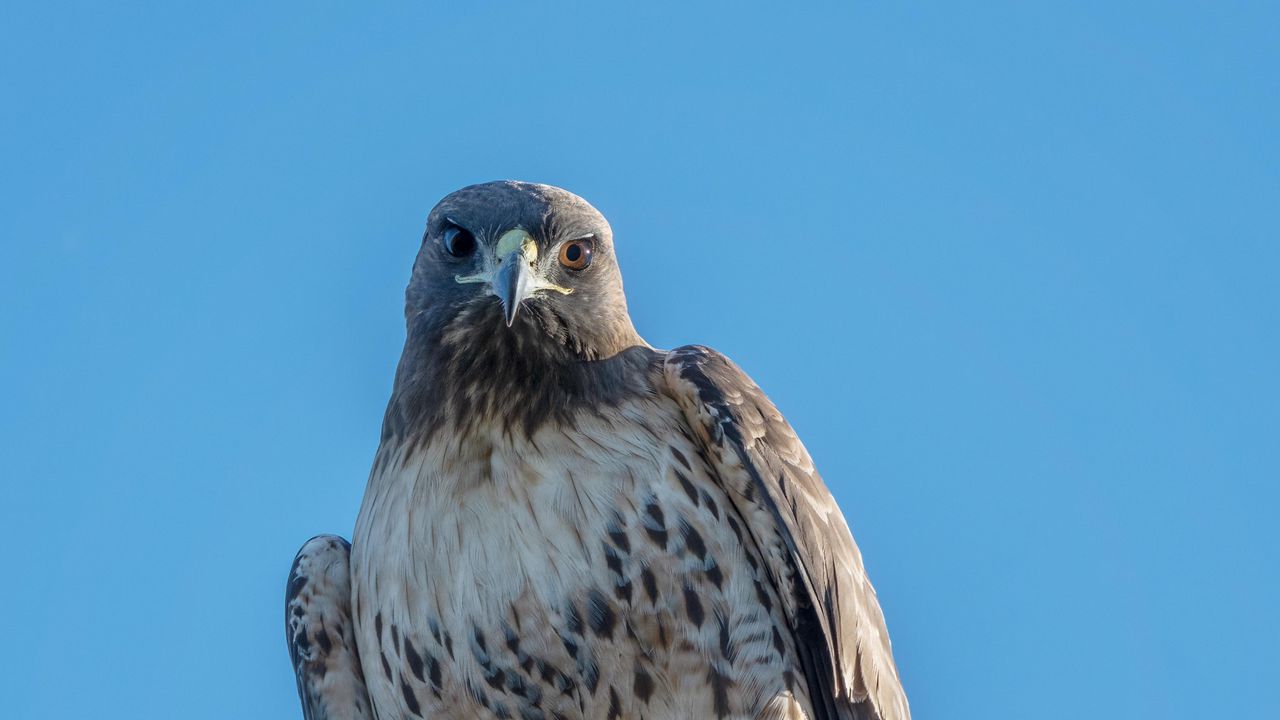 Wallpaper red-tailed buzzard, wild, bird, log, sky