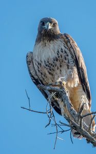 Preview wallpaper red-tailed buzzard, wild, bird, log, sky