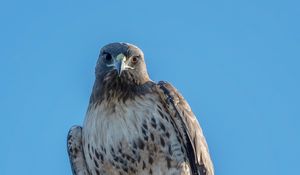 Preview wallpaper red-tailed buzzard, wild, bird, log, sky