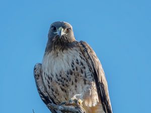 Preview wallpaper red-tailed buzzard, wild, bird, log, sky