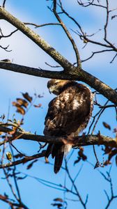 Preview wallpaper red-tailed hawk, bird, wildlife, tree, branches