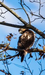 Preview wallpaper red-tailed hawk, bird, wildlife, tree, branches