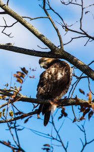 Preview wallpaper red-tailed hawk, bird, wildlife, tree, branches