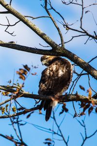 Preview wallpaper red-tailed hawk, bird, wildlife, tree, branches