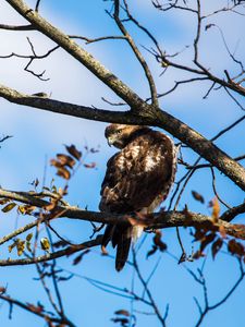 Preview wallpaper red-tailed hawk, bird, wildlife, tree, branches