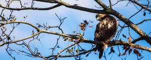 Preview wallpaper red-tailed hawk, bird, wildlife, tree, branches