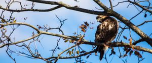 Preview wallpaper red-tailed hawk, bird, wildlife, tree, branches