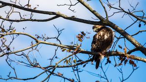 Preview wallpaper red-tailed hawk, bird, wildlife, tree, branches