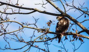 Preview wallpaper red-tailed hawk, bird, wildlife, tree, branches