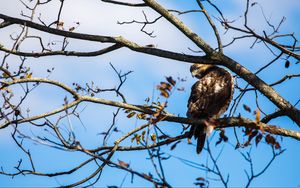 Preview wallpaper red-tailed hawk, bird, wildlife, tree, branches