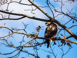 Preview wallpaper red-tailed hawk, bird, wildlife, tree, branches