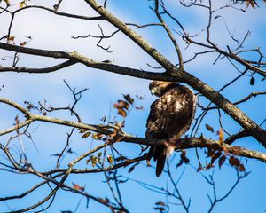 Preview wallpaper red-tailed hawk, bird, wildlife, tree, branches