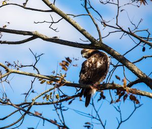 Preview wallpaper red-tailed hawk, bird, wildlife, tree, branches