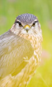 Preview wallpaper red-tailed hawk, hawk, bird, predator