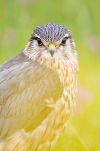 Preview wallpaper red-tailed hawk, hawk, bird, predator