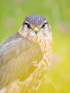 Preview wallpaper red-tailed hawk, hawk, bird, predator