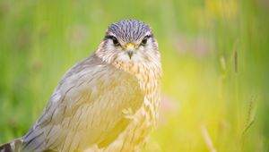 Preview wallpaper red-tailed hawk, hawk, bird, predator